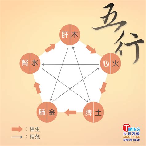 五行對應器官|中醫知識 